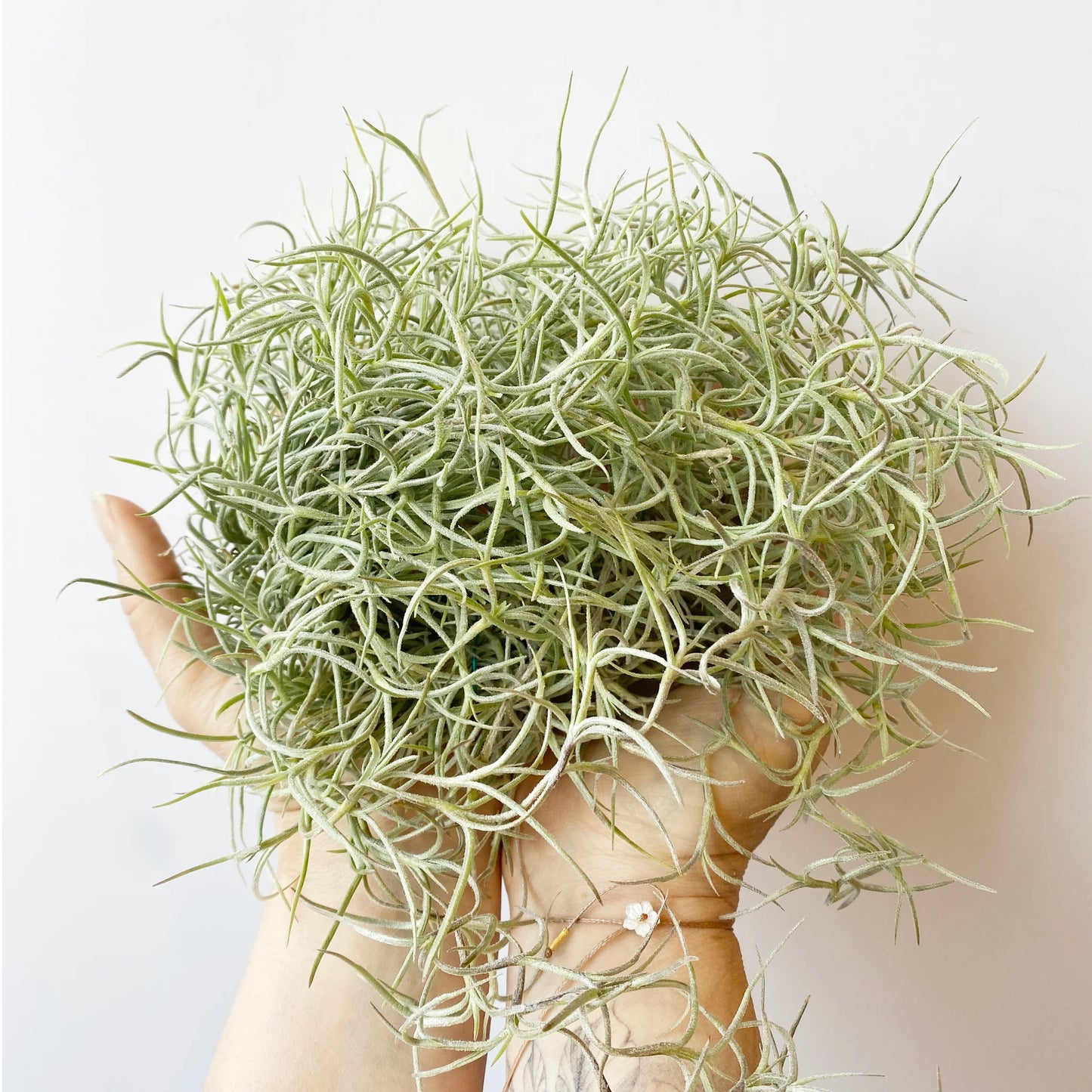 Tillandsia Usneoides - Air Plant - Spanish moss