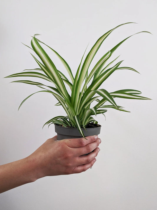 Chlorophytum - Spider Plant (نبات عنكبوت)