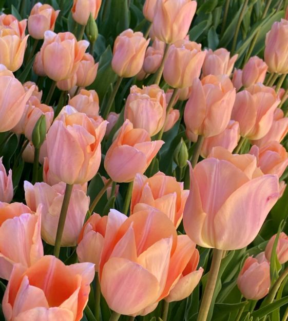 Tulip Triumph Apricot Beauty - Flower Bulb - توليب