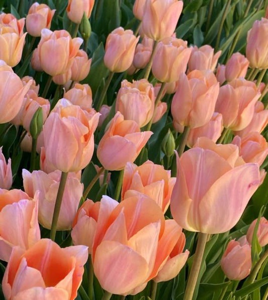Tulip Triumph Apricot Beauty - Flower Bulb - توليب