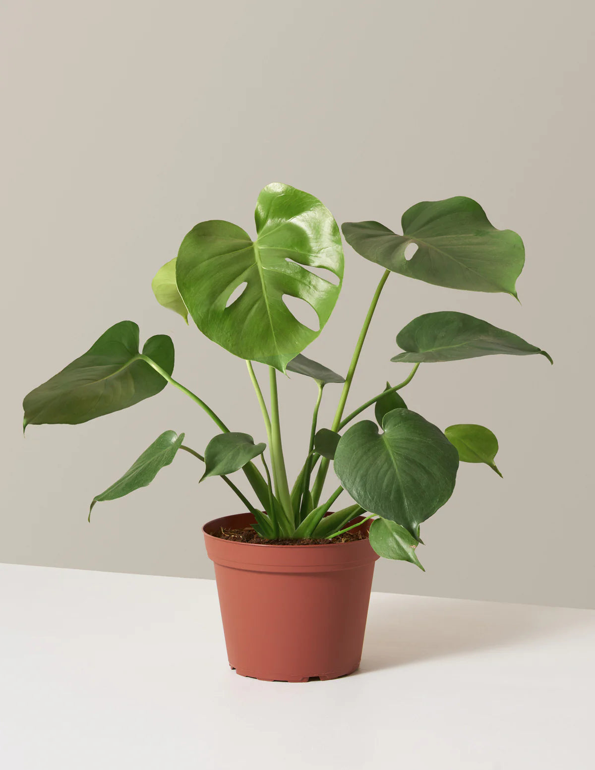 The Monstera Deliciosa, often referred to as the "Swiss Cheese Plant," is a popular and iconic indoor house plant known for its large, glossy leaves and unique leaf fenestrations. This tropical beauty adds a touch of exotic elegance to any indoor space, making it a favorite among plant enthusiasts. Order your Monstera Deliciosa from Plant and Pot Co., with fast delivery available in Kuwait, and bring the lushness of the tropics into your home.