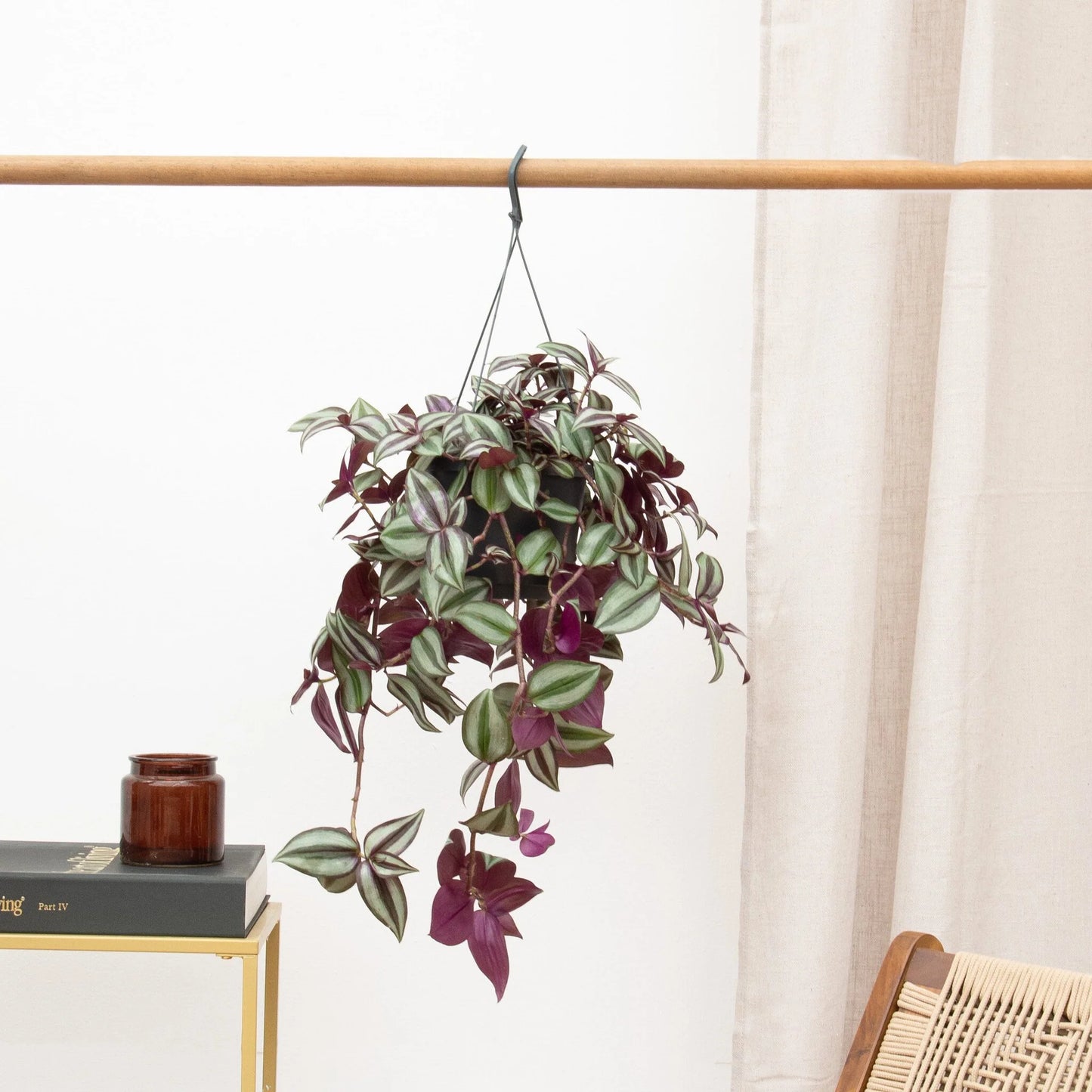 Tradescantia Zebrina - Indoor House Plant