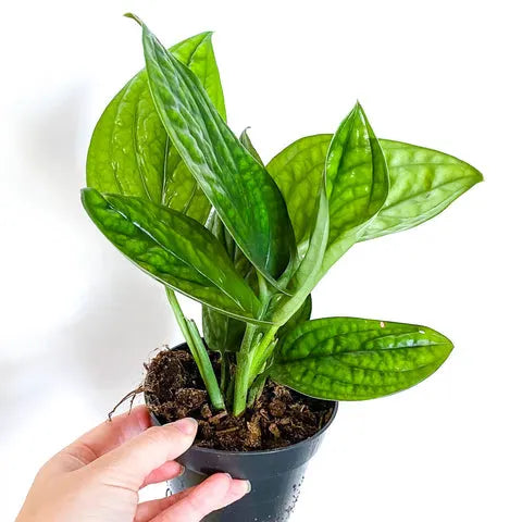 Epipremnum Pinnatum 'Marble Planet' with variegated green and creamy white marbled leaves in a modern white pot, displayed indoors.