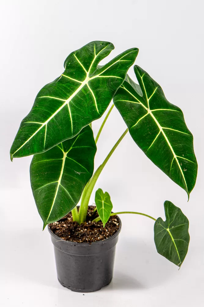 https://plantnpot.com › products › alocasia-frydek
