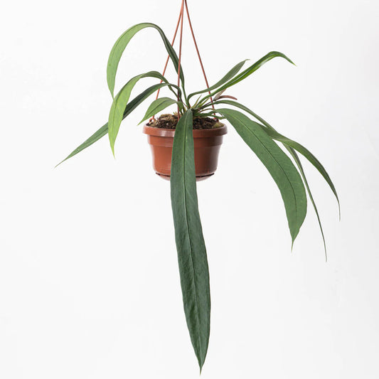 Anthurium Vittarifolium – Lady Holding Hanging Pot