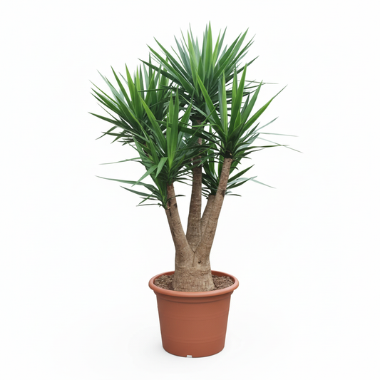 Yucca in Living Room