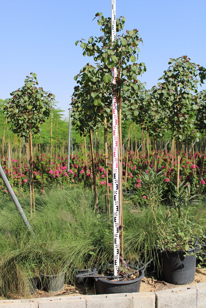 Hibiscus Tiliaceus