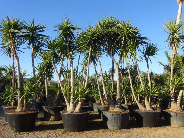 Yucca Elephantipes