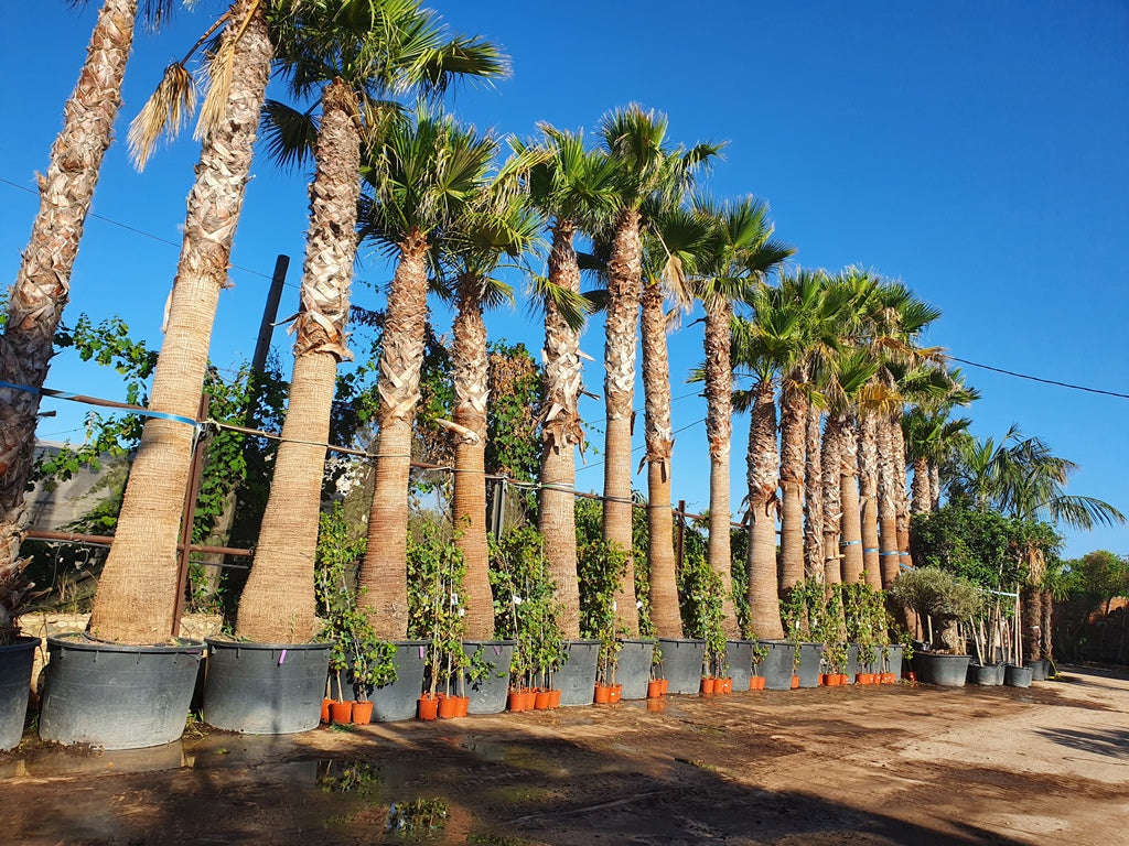 Washingtonia Robusta Specimens