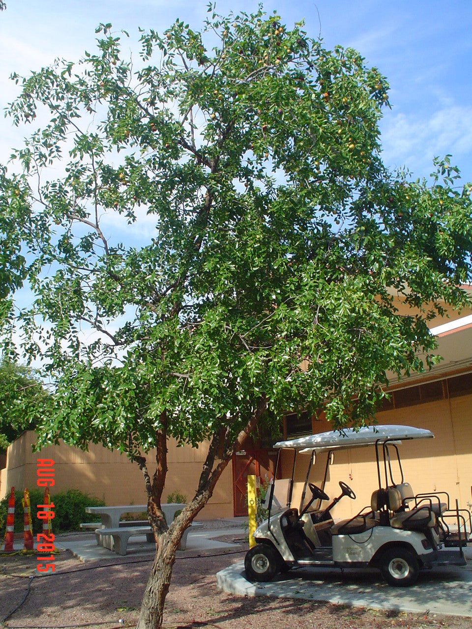 Ziziphus Jujuba Tree