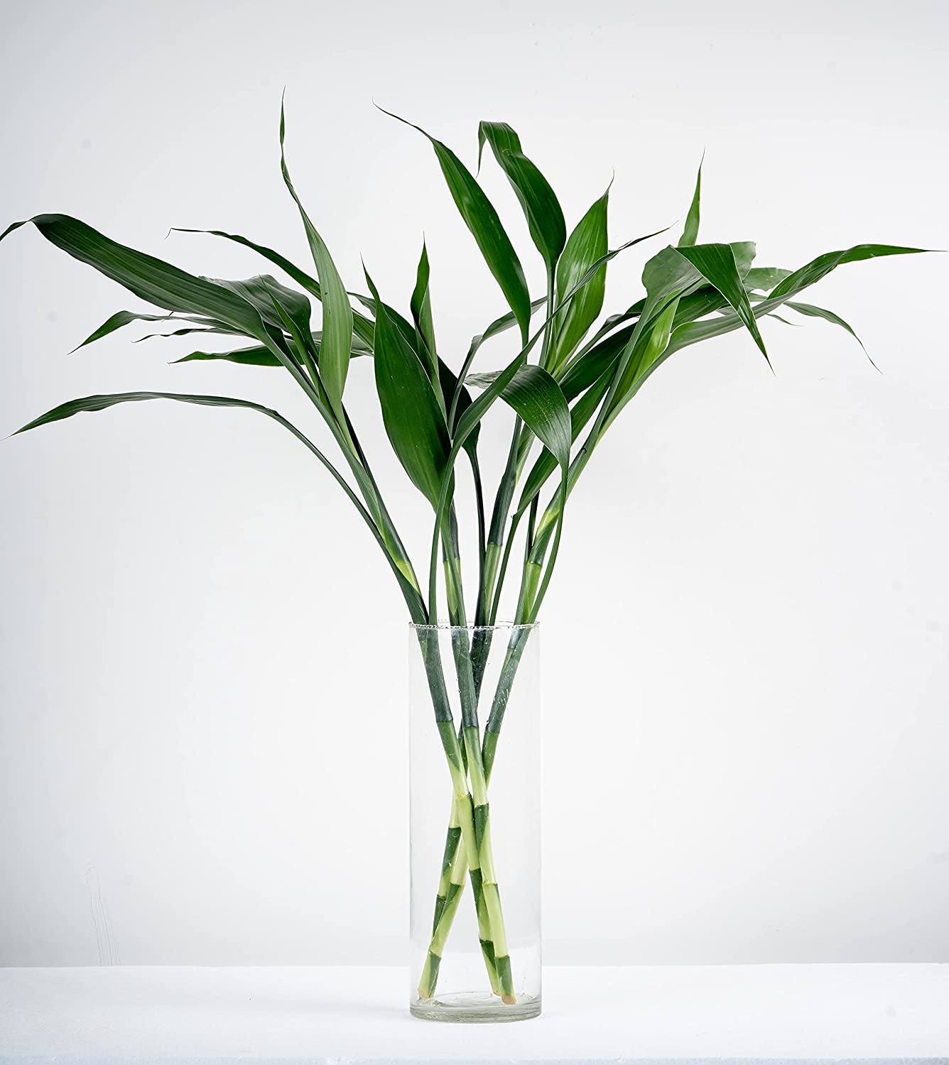 Lucky Bamboo in Glass Vase - نبتة بامبو
