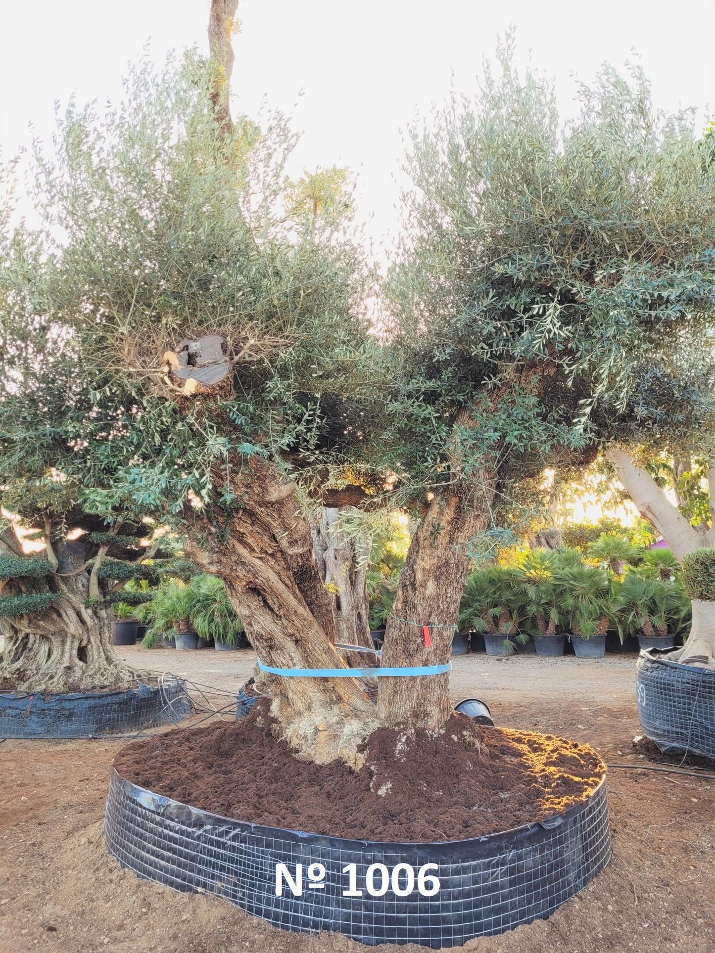 Ancient Olive Trees