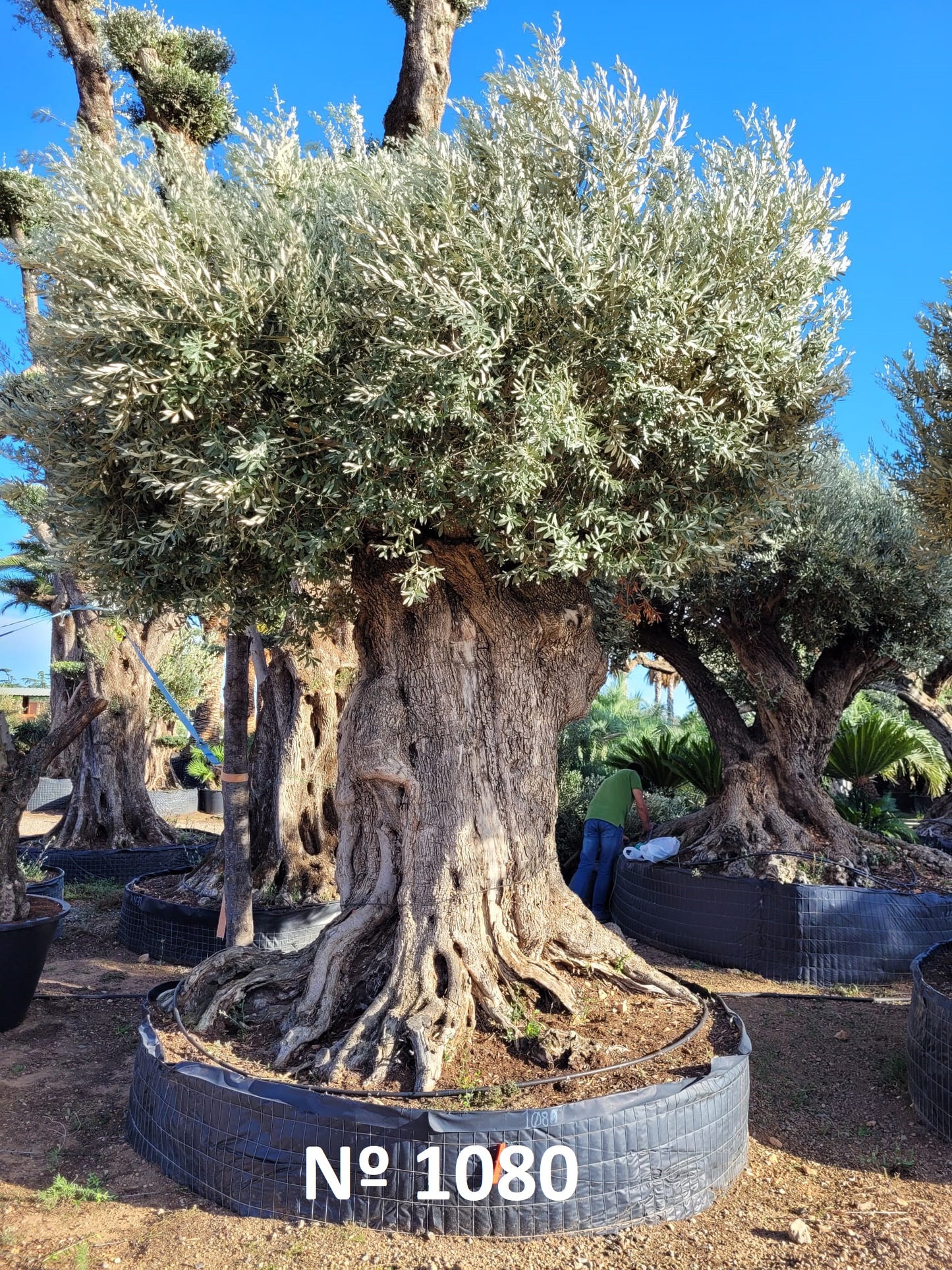 Ancient Olive Trees