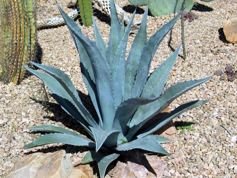 Agave Silver Americana