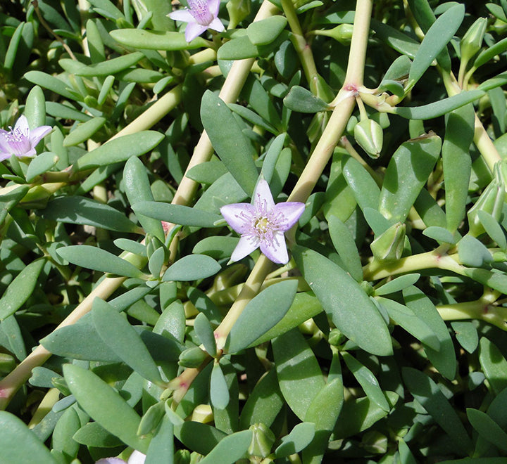 Sesuvium portulacastrum