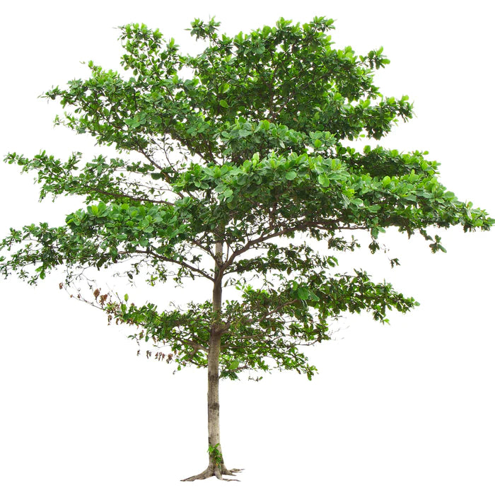 Terminalia Mantaly Tree - ترميناليا مانتالي