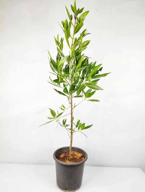 Conocarpus