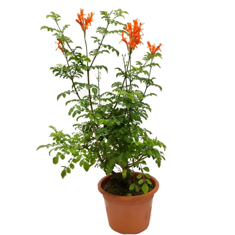 Tecoma Capensis
