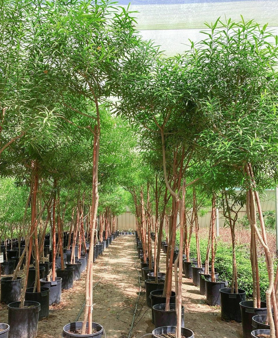 Thevetia Peruviana Tree