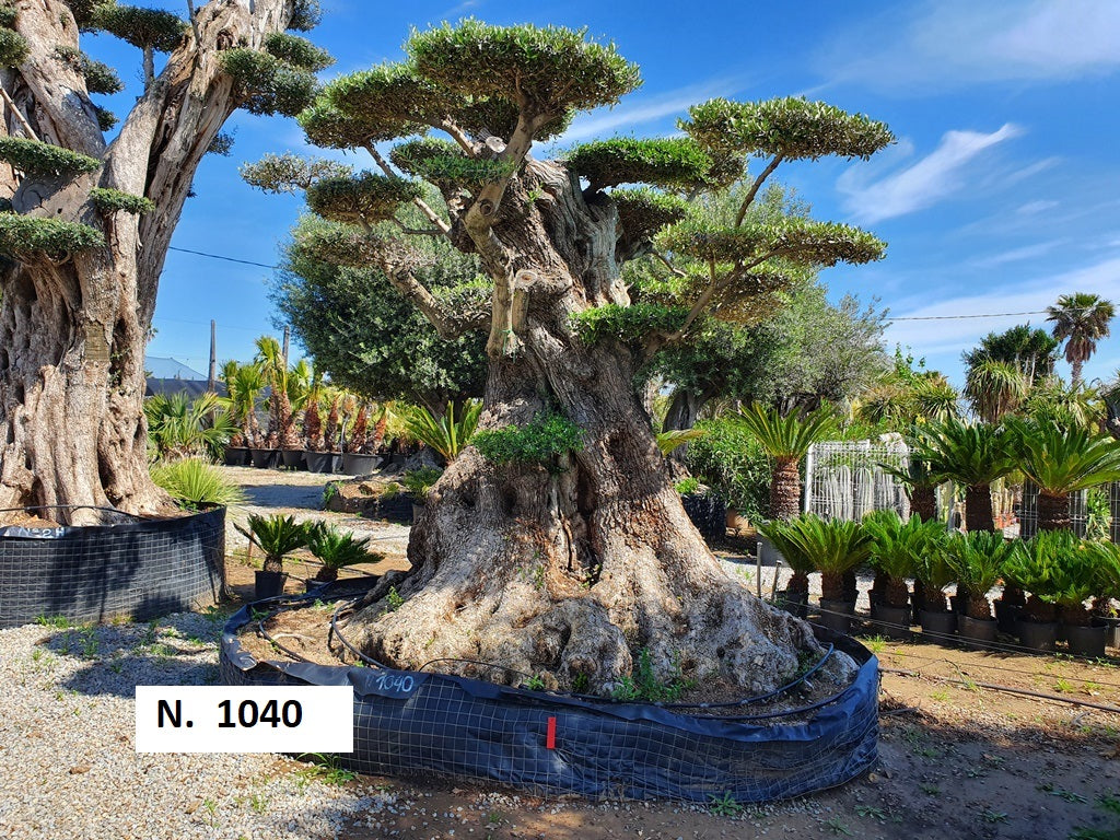 Ancient Olive Trees