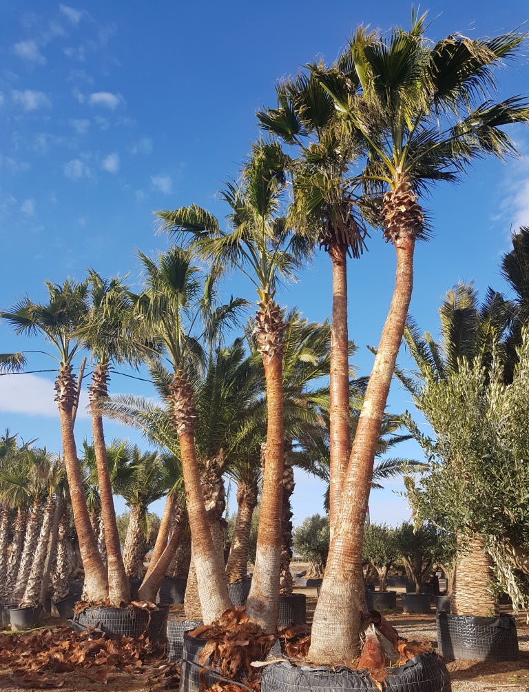 Washingtonia Robusta Specimens
