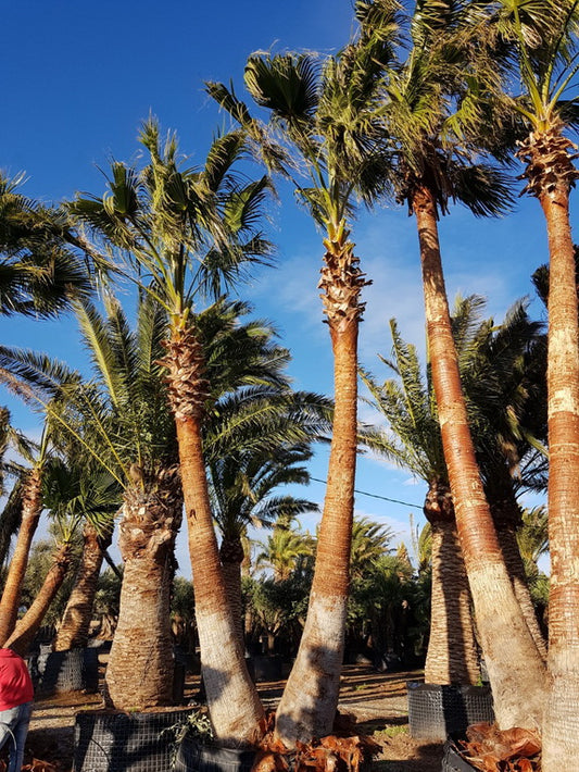Washingtonia Robusta Specimens