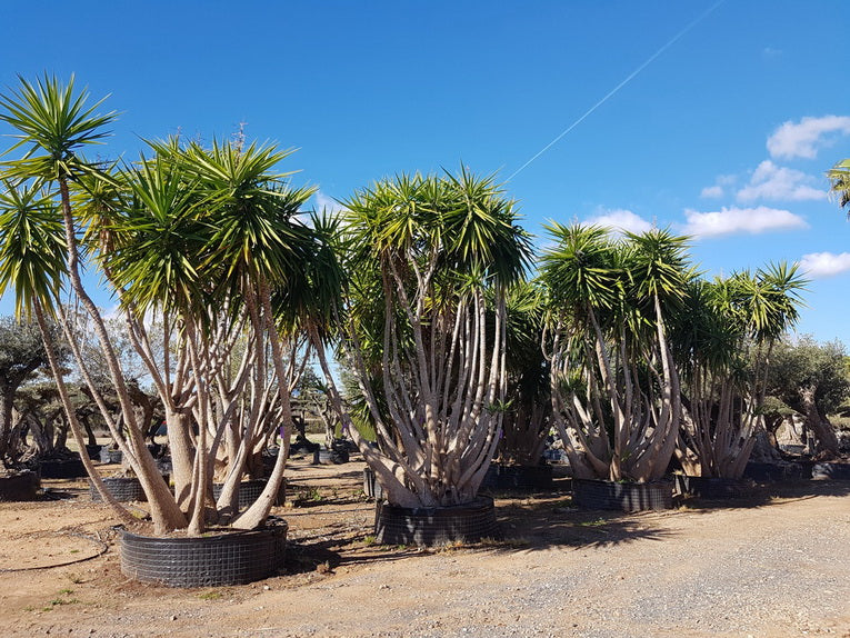 Yucca Elephantipes
