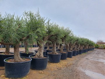 Ancient Olive Trees