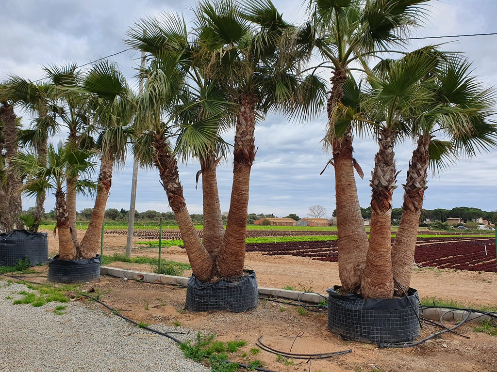 Washingtonia Robusta Specimens