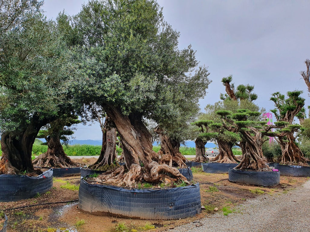 Ancient Olive Trees