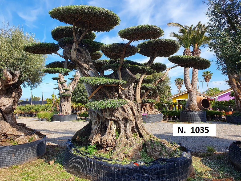 Ancient Olive Trees