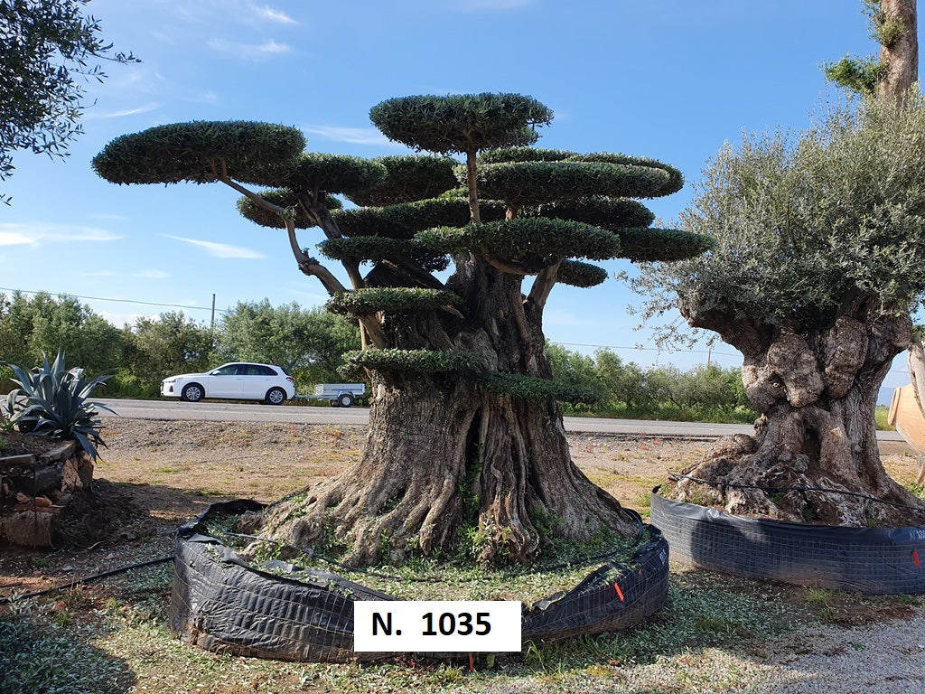 Ancient Olive Trees