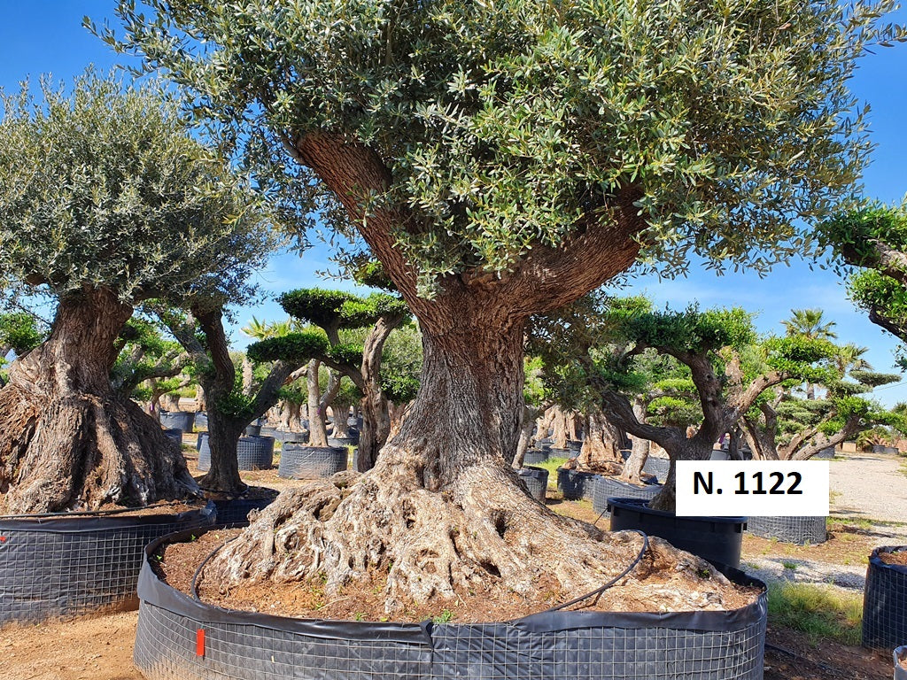 Ancient Olive Trees
