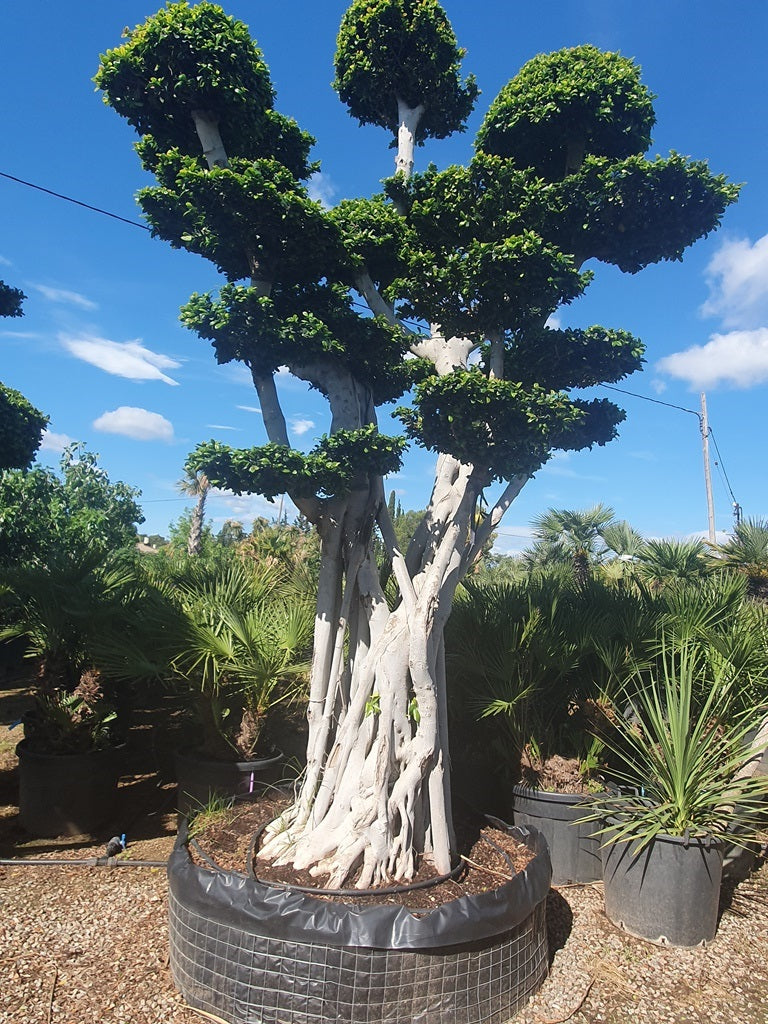 Ficus Macro Bonsai