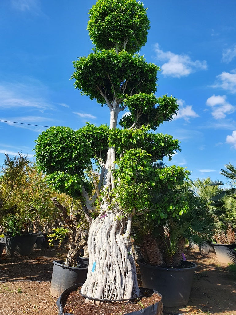 Ficus Macro Bonsai