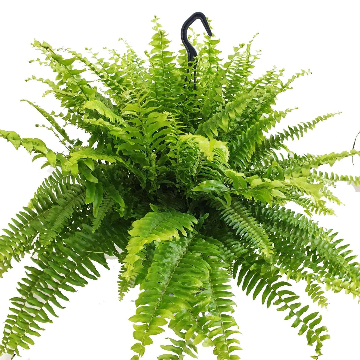 Nephrolepis exaltata - Boston Fern