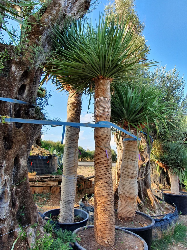 Dracaena Draco