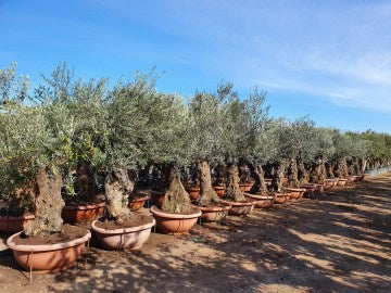 Ancient Olive Trees