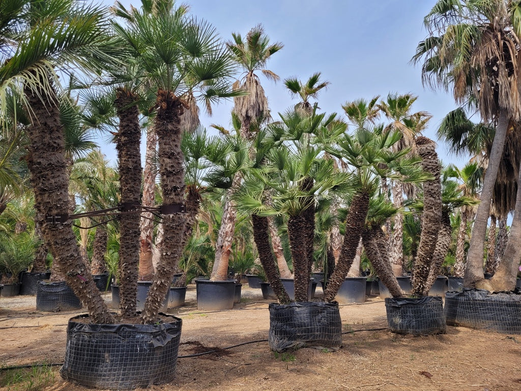 Chamaerops Humilis