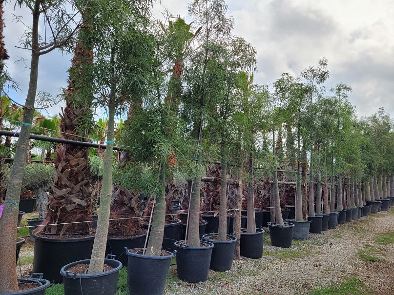 Brachychiton Rupestris