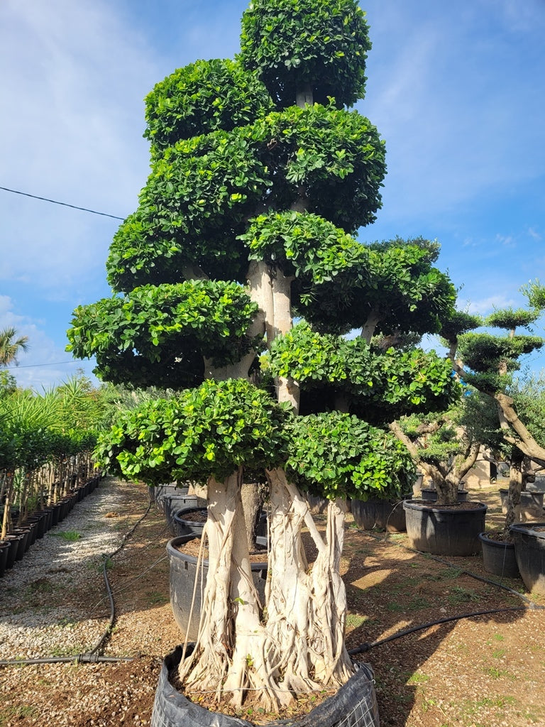 ficus tree bonsai Ficus Macro Bonsai