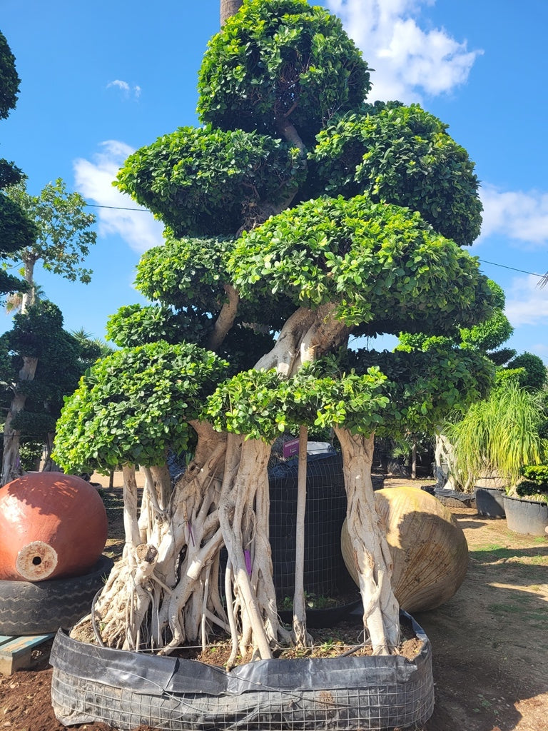 Ficus Macro Bonsai