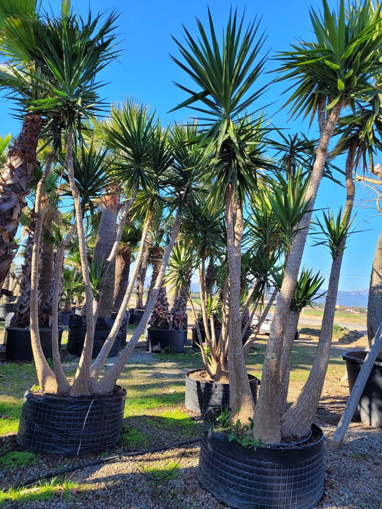Yucca Elephantipes