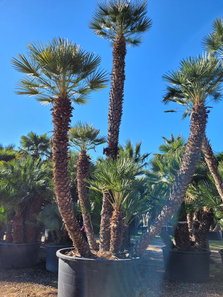 Chamaerops Humilis