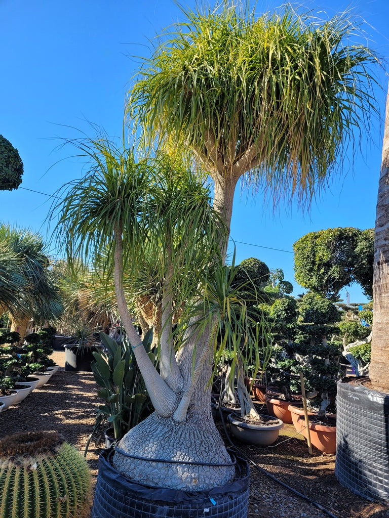 Beaucarnea Palm