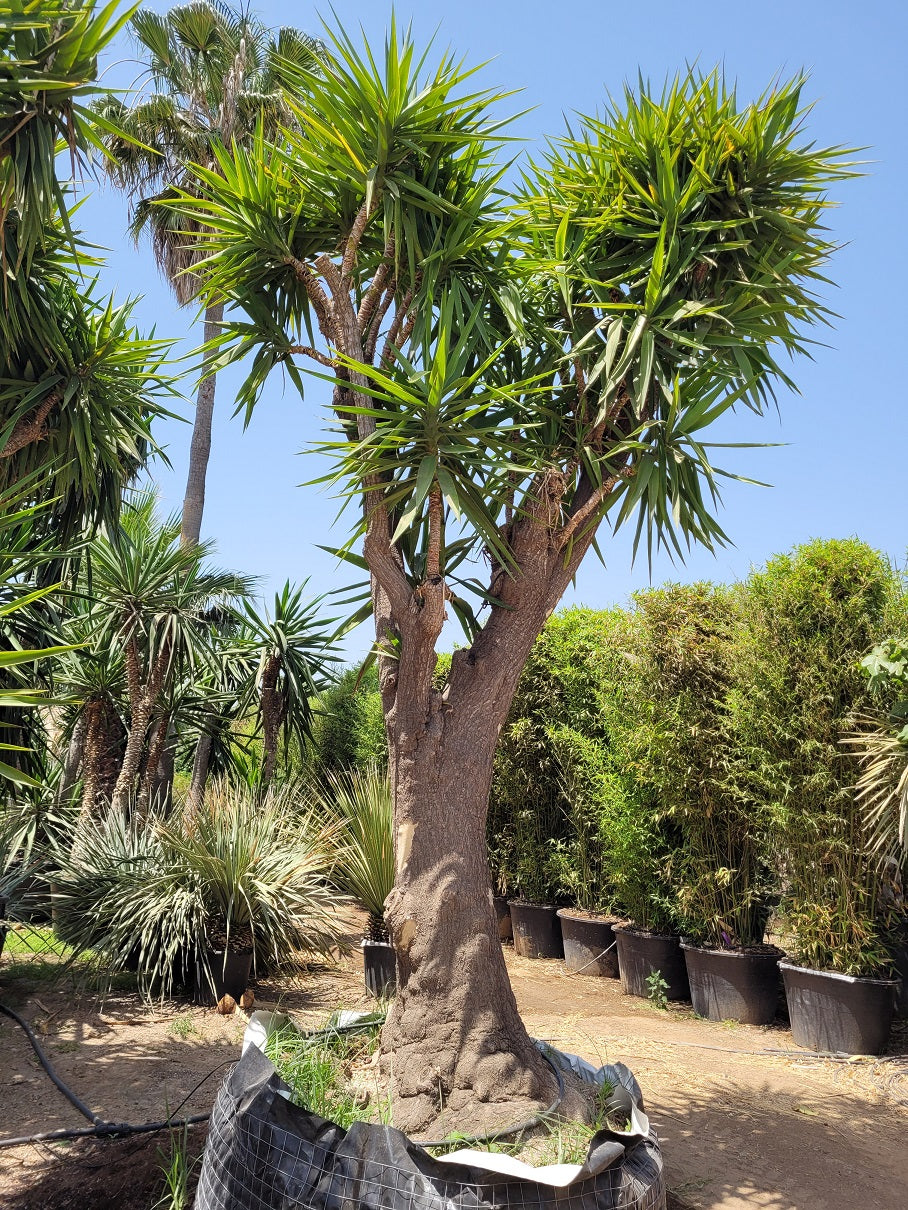 Yucca Elephantipes