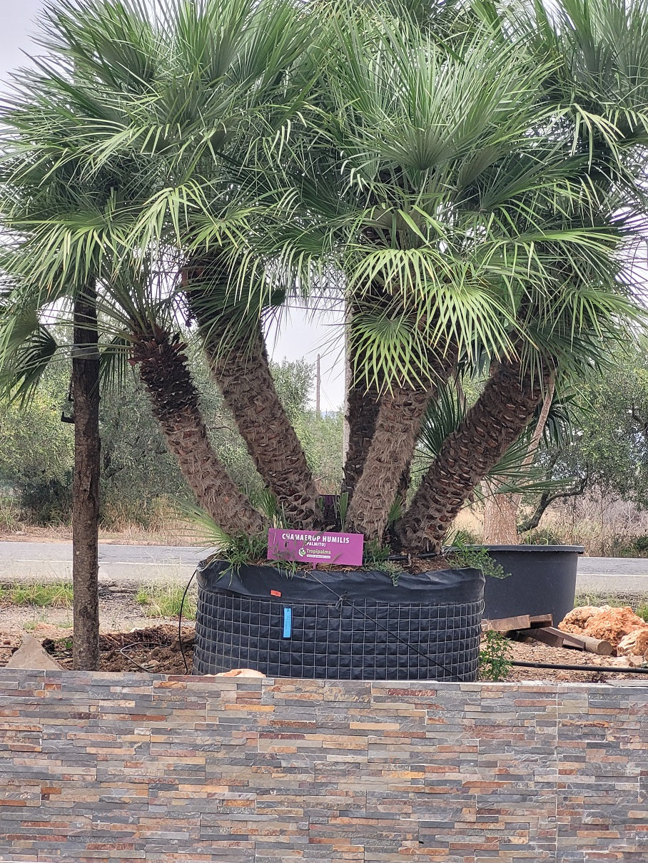 Chamaerops Humilis