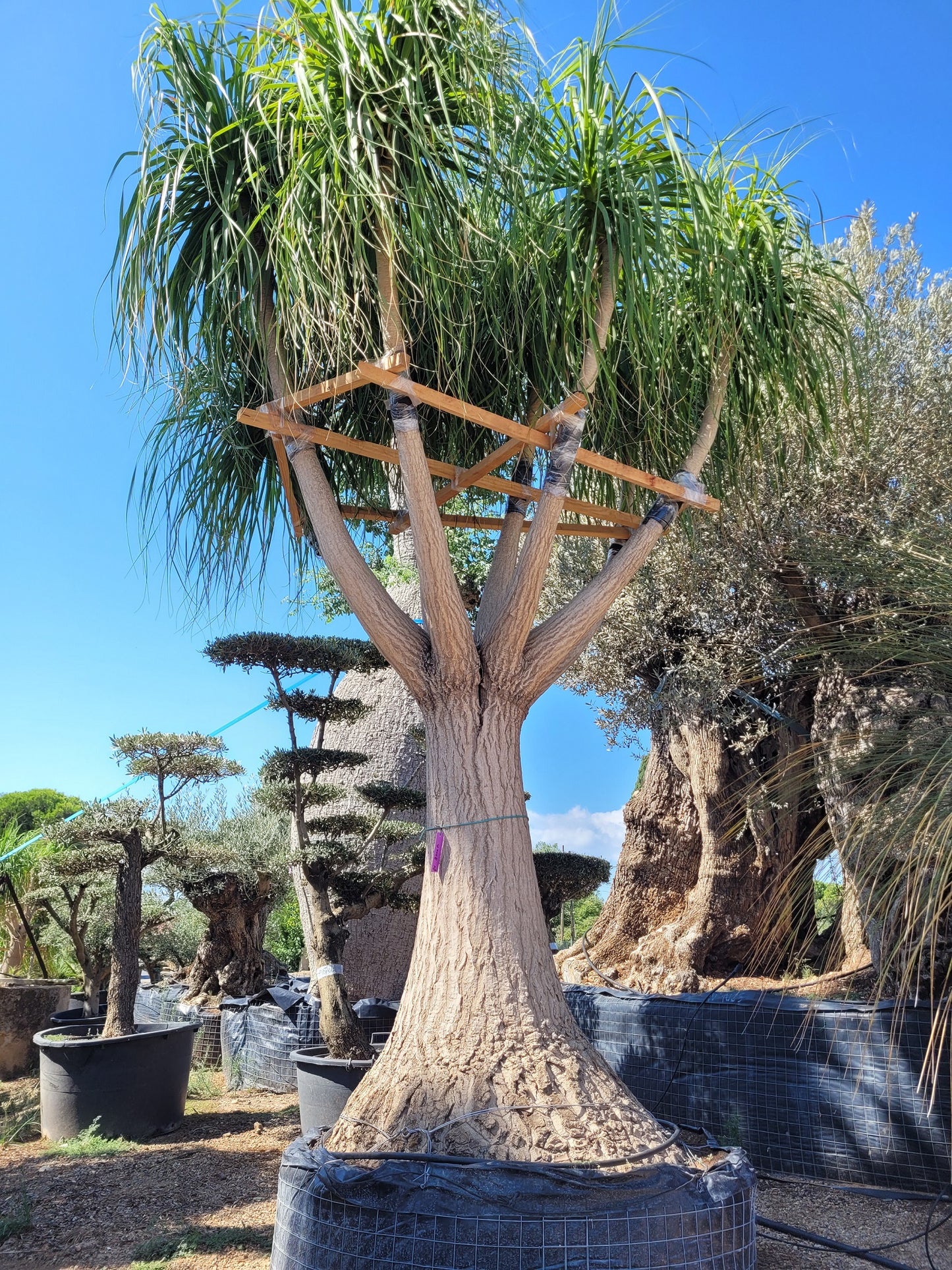 Beaucarnea Palm