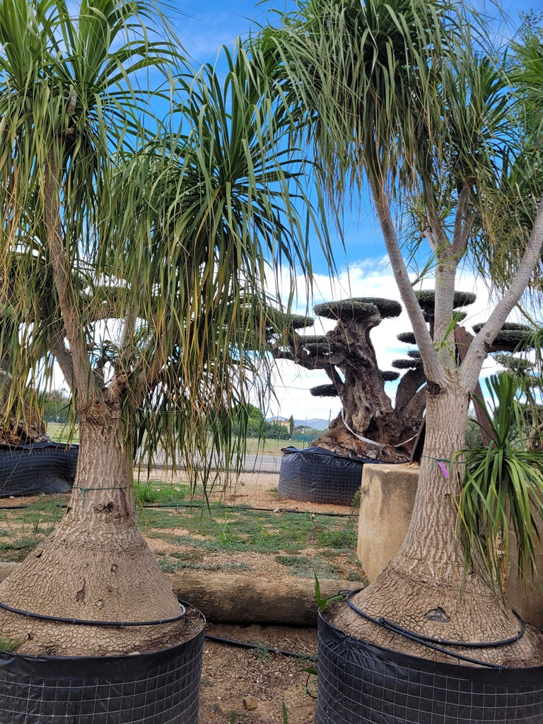 Beaucarnea Palm