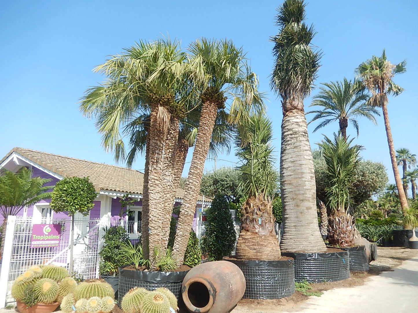 Chamaerops Humilis